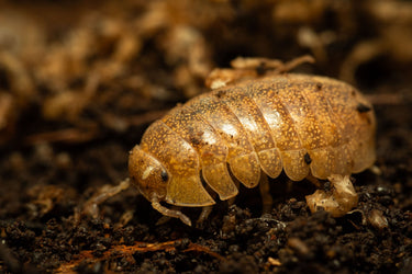 Helleria brevicornis